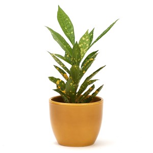 Cache pot en céramique jaune 8,5 cm