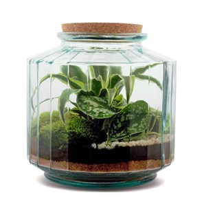 Terrarium Napoli M