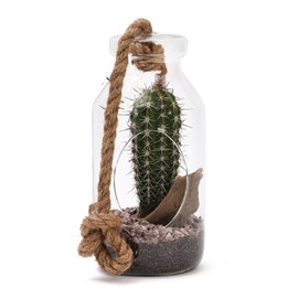 Terrarium cactus