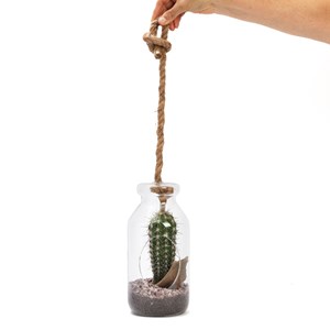 Terrarium cactus