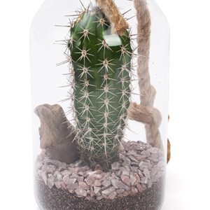 Terrarium cactus