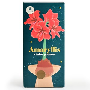 Coffret amaryllis à faire pousser