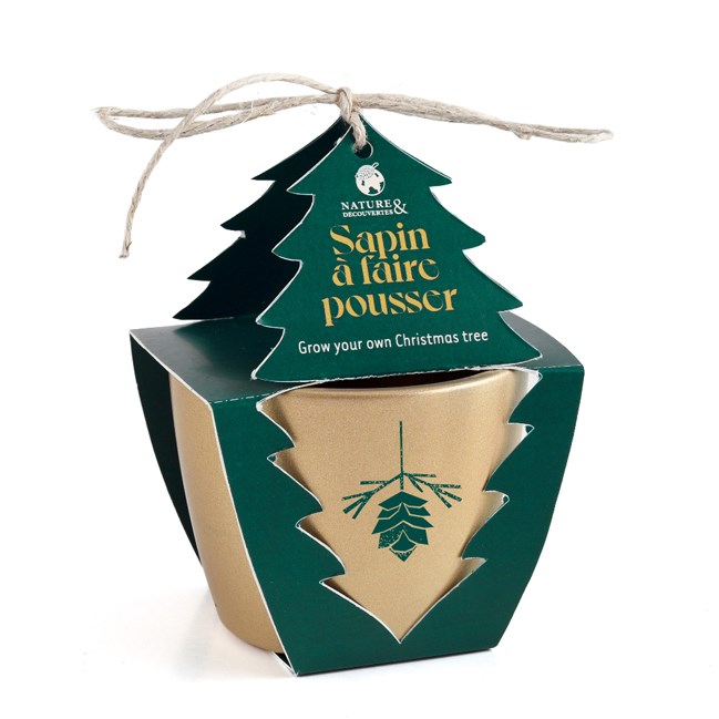 Sapin à faire pousser