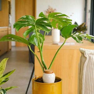 Olla en céramique Pépin Blanc grainé