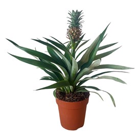 Plante ananas