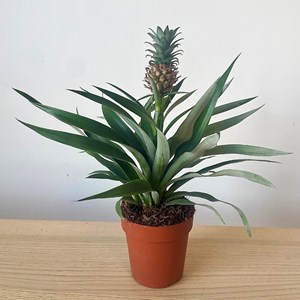 Plante ananas