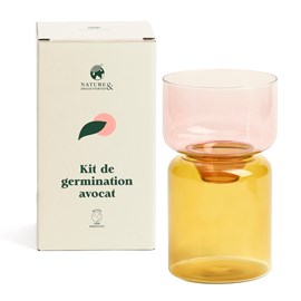 Kit vase de germination spécial noyau d'avocat en verre transparent