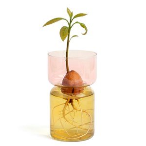 Kit vase de germination spécial noyau d'avocat en verre transparent