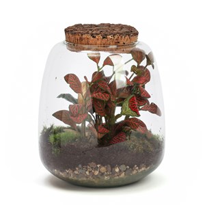 Terrarium Hyperion en verre avec calathea
