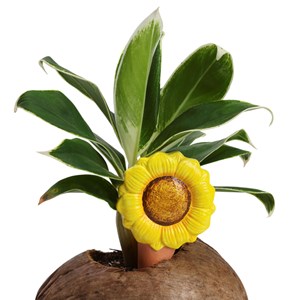 Olla d’arrosage en terre cuite fleurs