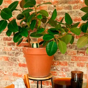 Olla en céramique Pépin Vert et lilas