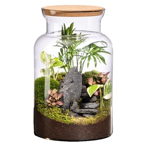 Terrarium en verre escalier jungle fittonia