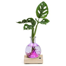 Plante hydroponique décorative sur socle en bois lumineux couleurs changeantes