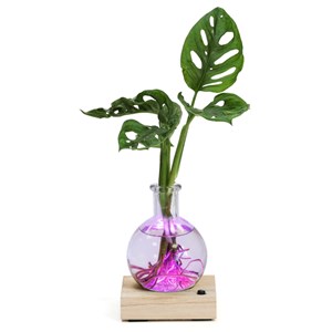 Plante hydroponique décorative sur socle en bois lumineux couleurs changeantes