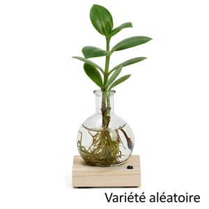 Plante hydroponique décorative sur socle en bois lumineux couleurs changeantes