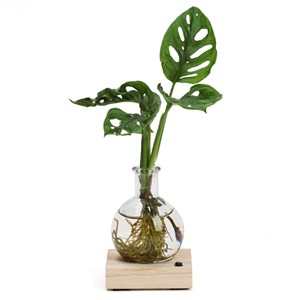 Plante hydroponique décorative sur socle en bois lumineux couleurs changeantes