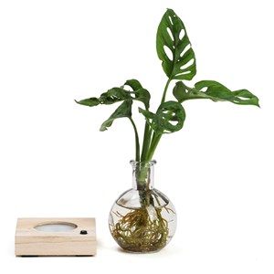 Plante hydroponique décorative sur socle en bois lumineux couleurs changeantes