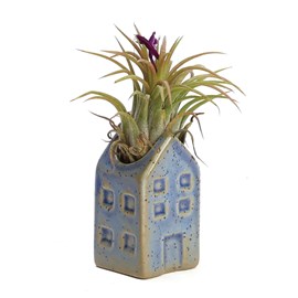Tillandsia plante aérienne déco dans sa petite maison en céramique