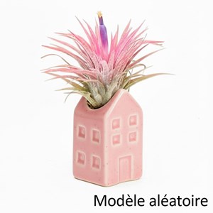 Tillandsia plante aérienne déco dans sa petite maison en céramique
