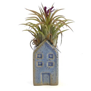 Tillandsia plante aérienne déco dans sa petite maison en céramique