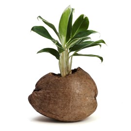 Aglaonema plante d'intérieur dans un pot en noix de coco