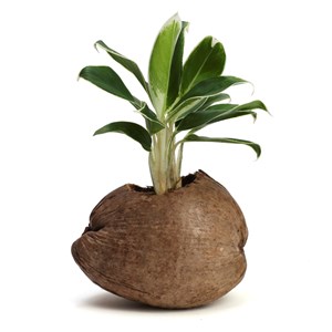 Aglaonema plante d'intérieur dans un pot en noix de coco