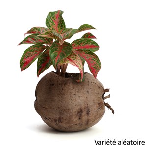 Aglaonema plante d'intérieur dans un pot en noix de coco