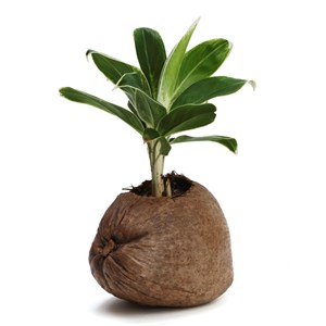 Aglaonema plante d'intérieur dans un pot en noix de coco