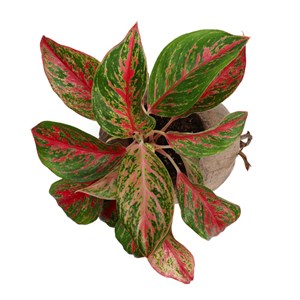 Aglaonema plante d'intérieur dans un pot en noix de coco