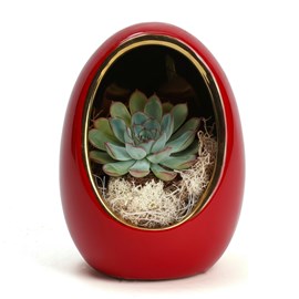 Succulente d'intérieur pot en céramique œuf