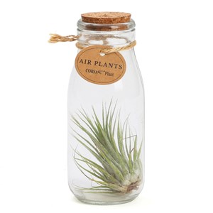 Tillandsia plante aérienne déco dans son tube en verre