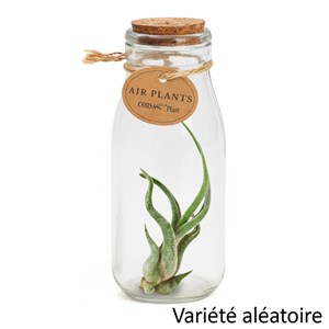 Tillandsia plante aérienne déco dans son tube en verre