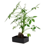 Schefflera Lova plante d'intérieur sur pierre de lave 45 cm