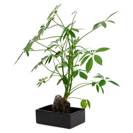 Schefflera Lova plante d'intérieur sur pierre de lave 45 cm
