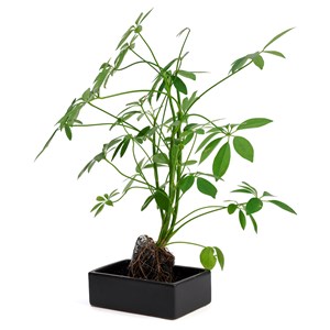 Schefflera Lova plante d'intérieur sur pierre de lave 45 cm