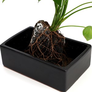 Schefflera Lova plante d'intérieur sur pierre de lave 45 cm