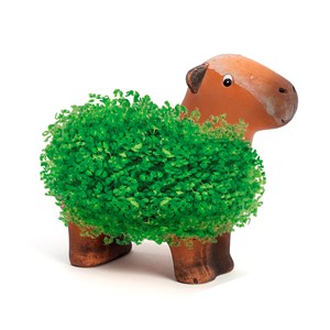 Capybara plante à faire pousser graines de chia Radis et Capucine