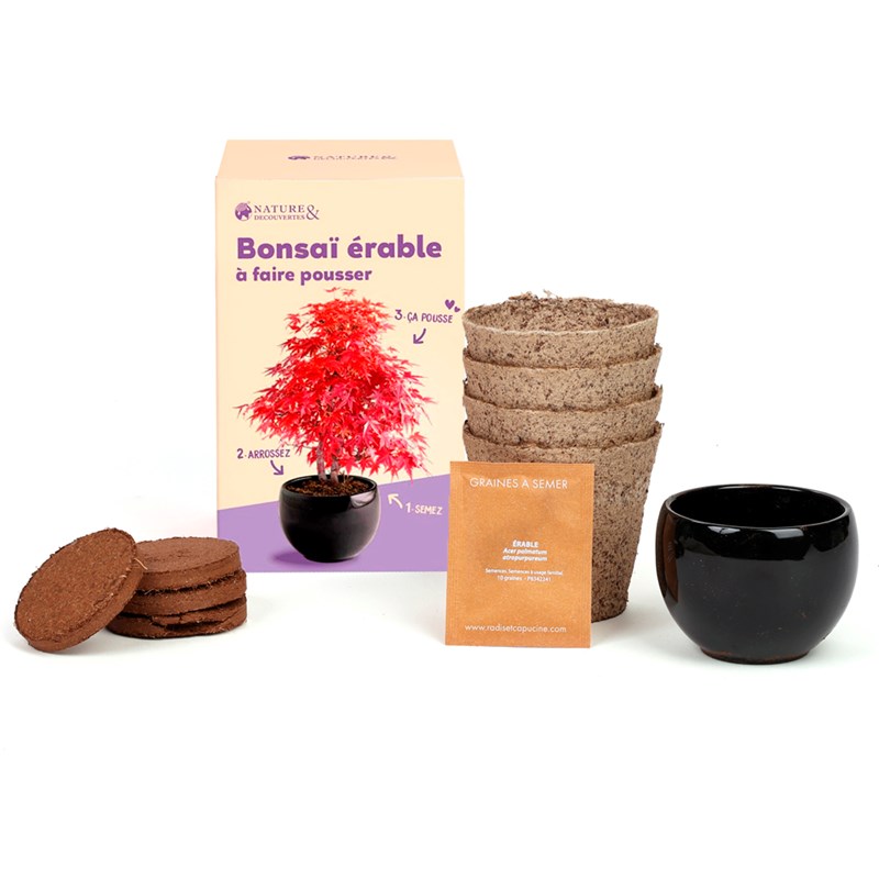 kit de culture complet bonsaï érable rouge Radis et Capucine
