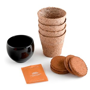 kit de culture complet bonsaï érable rouge Radis et Capucine