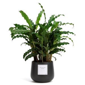 Plante à message "Viens, on se met au vert !" cache-pot céramique