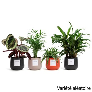 Plante à message "Viens, on se met au vert !" cache-pot céramique