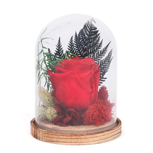 Rose stabilisée composition végétale sous cloche