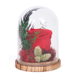 Rose stabilisée composition végétale sous cloche