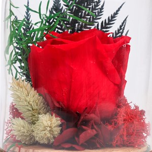 Rose stabilisée composition végétale sous cloche