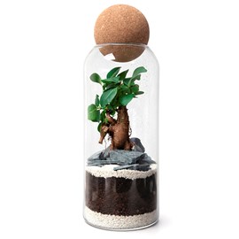 Terrarium Niwa en verre et liège avec bonsaï ginseng