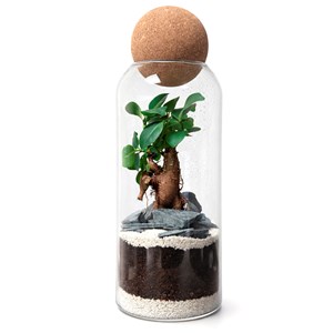 Terrarium Niwa en verre et liège avec bonsaï ginseng