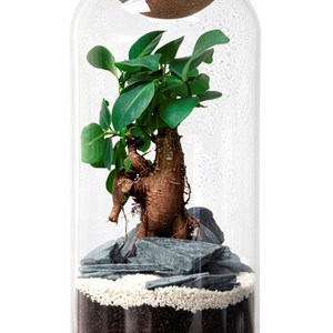 Terrarium Niwa en verre et liège avec bonsaï ginseng