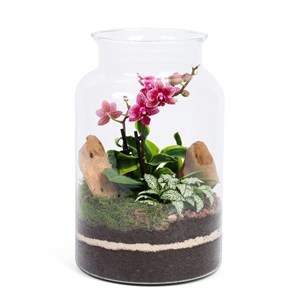Terrarium Jungle orchidée en verre