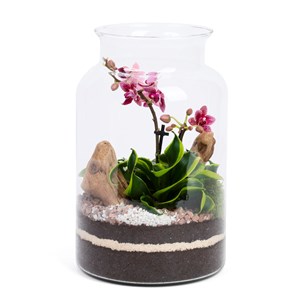 Terrarium Jungle orchidée en verre
