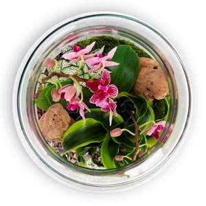 Terrarium Jungle orchidée en verre